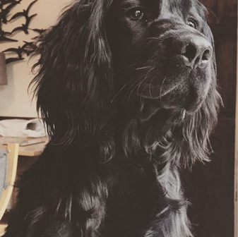 National Pet Day Competition